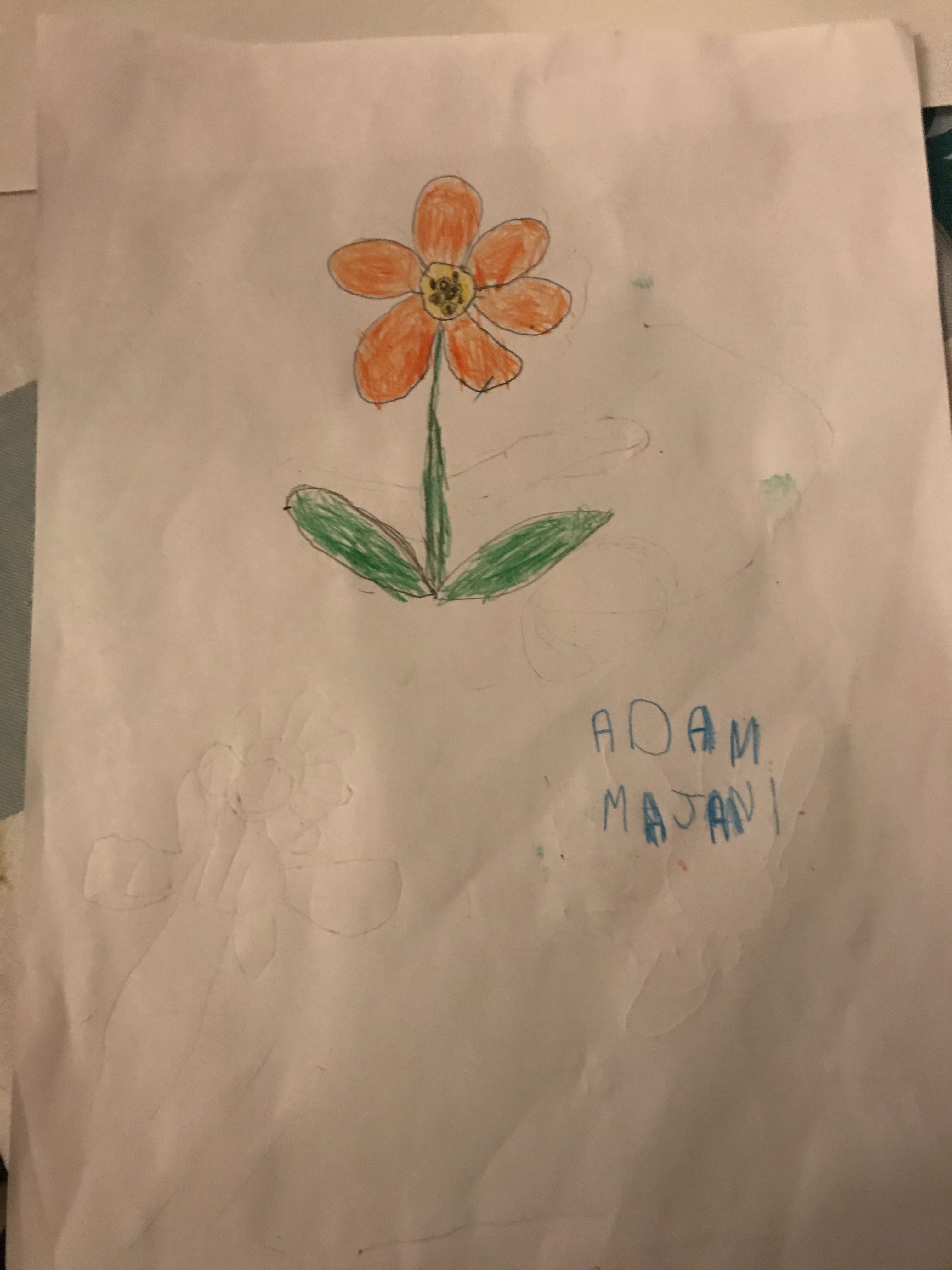 Fleur dessinée Adam M